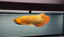 60缸只养一条霸气的鱼好吗（一个缸可以养几条龙鱼）