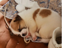 一个月的小狗吃什么（如何养活刚出生的小狗）