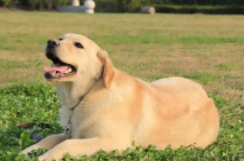 拉布拉多丢了能自己找回家么（拉布拉多丢了,怎么才能尽快找到它）