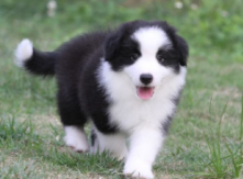 边牧犬多少钱一只幼崽（黑白边牧犬多少钱一只幼崽）