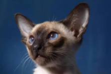 小猫有什么生活特点（小猫生活特点描述）