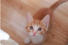 三个月猫咪怎么喂食最合理（猫从几个月养最亲人）