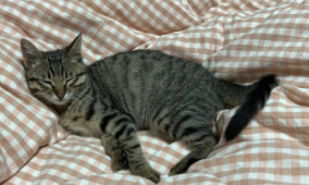 什么东西可以吸引猫出来（怎样引猫出来最有效）