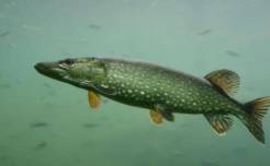 斑点狗鱼是什么鱼（白斑狗鱼产卵期时间）