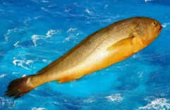 淡水大黄鱼（养殖的黄花鱼是海鱼吗）