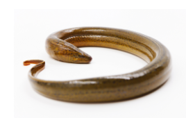 没有鱼鳞的鱼（中医说的无鳞鱼是哪些）