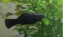 黑玛丽鱼寿命多长（黑玛丽鱼能活几年）