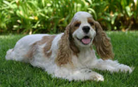 可卡犬吃的多吗（金毛犬涨肚吃什么药）