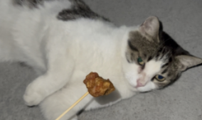 猫最爱吃什么食物（猫不吃东西吃什么药）