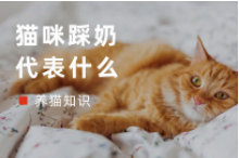 猫咪踩奶是想表达什么（猫咪踩奶是什么意思）
