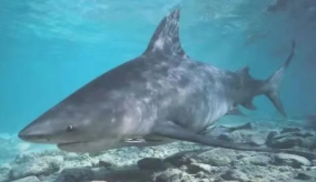 十分凶猛的淡水鱼（中国淡水最凶猛的鱼类）