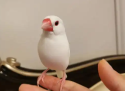 文鸟适合哪种鸟窝（文鸟鸟窝怎么摆放）