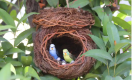 文鸟哪种品质最好（文鸟适合哪种鸟窝）