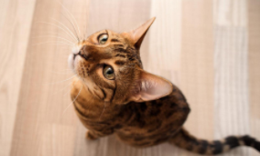 猫咪发烧吃什么药退烧（猫咪发烧摸哪个部位最明显）