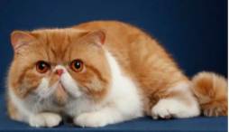 那种猫容易泪痕（哪个猫有泪痕）