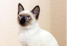 暹罗猫怎么养（暹罗猫多少钱一只）