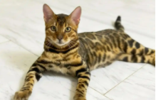 孟加拉豹猫的由来（孟加拉豹猫怎么挑选）