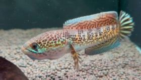 最大的观赏鱼（推荐几种大型观赏鱼）