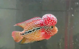 火口鱼和罗汉鱼的区别（元宝罗汉鱼能长多大）