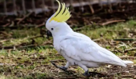 葵花鹦鹉是什么品种（葵花鹦鹉哪个品种最聪明）