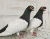 种鸽是什么意思（种鸽是公的还是母的）