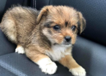 狗狗身上有臭味的原因及解决方法（狗狗身上怎么会有臭味是什么原因）