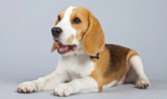 比格犬怎么训练最有效（比格犬怎么训练）