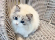 公认十大最漂亮的猫（公认十大最漂亮的猫排名）