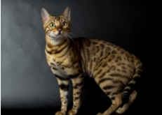 孟加拉豹猫的外形特征（孟加拉豹猫品相）