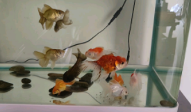 金鱼怎么喂养方法（如何给小金鱼喂食）