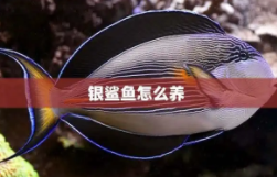 银鲨鱼怎么养（银鲨是保护动物吗）