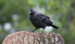 乌鸦与鹦鹉谁更聪明（最聪明的乌鸦品种）