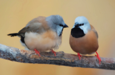 草雀寿命一般多少年（草雀是不是保护动物）