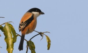 野灰鹡鸰可以笼养吗（伯劳老野笼养方法）