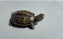 草龟正确过冬方法（草龟苗能自然过冬吗）