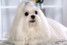 马尔济斯犬市场价（马尔济斯体型标准）