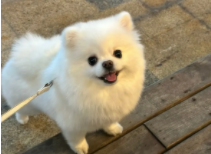 博美都分什么品种（博美体型分类）