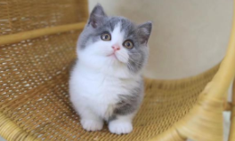 前腿粗短的猫叫什么（腿短耳朵大的猫叫什么）