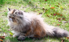 喜马拉雅猫是稀有品种吗（重点色长毛的品种有哪些）