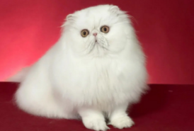 猫取名招财又吉利的名字（给猫咪取什么名字招财）