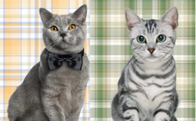 美短和英短有啥区别（美短会发腮吗）