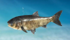 鲥鱼是淡水鱼还是海鱼（鲥鱼是保护动物吗）