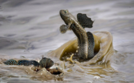 弹涂鱼简介（弹涂鱼最大能长多大）