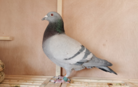 安德烈博默德信鸽特点（彼得曼德斯信鸽特点）