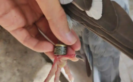 什么是信鸽（戴脚环信鸽多少钱一只）