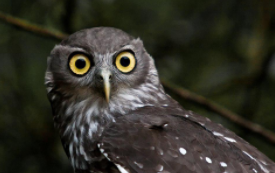 鹰鸮是什么动物（鹰鸮能吃吗）