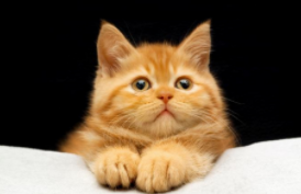 猫来月经多久一次算正常（10岁来月经算正常吗）