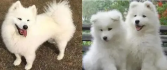 萨摩耶纯种与不纯对比区别（萨摩耶可以穷养吗）