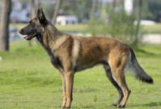 罗威纳与德牧哪个好（德牧一生认几个主人）