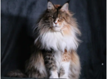 十大新手最好养的猫不掉毛（适合新手养的十种猫）